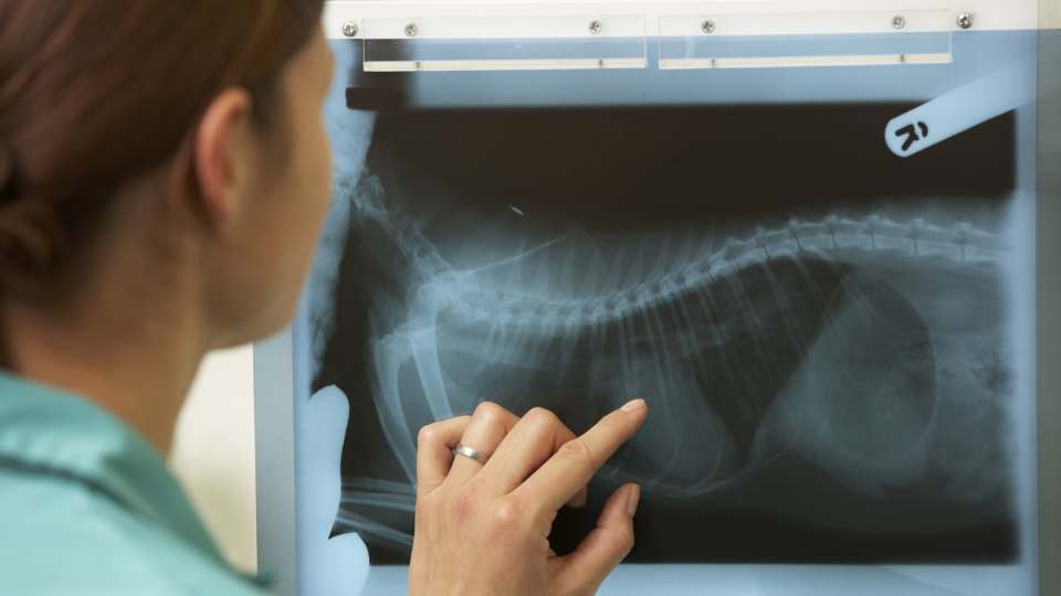 X ray of a dog
