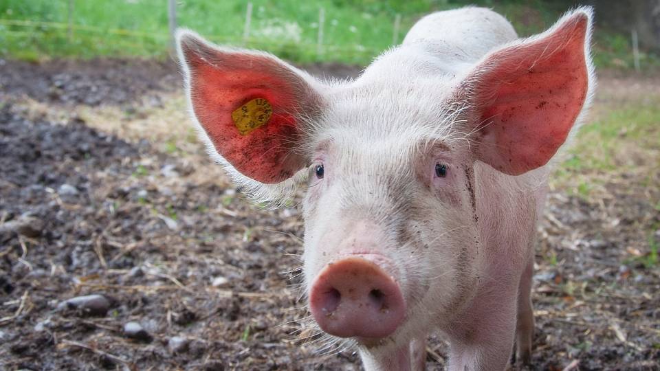 happy pig on a farm eating brewery waste