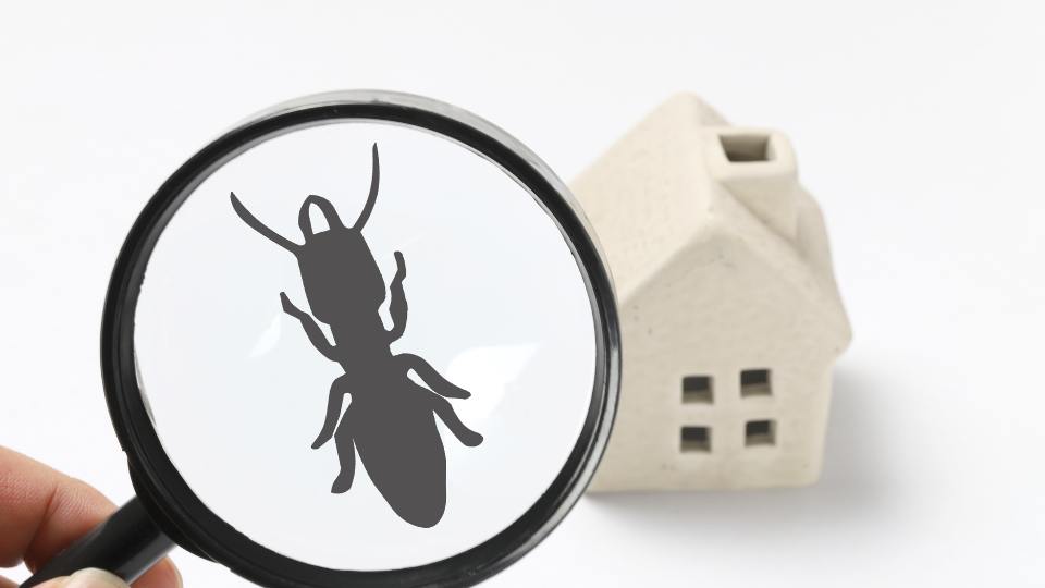bugs, home and magnifying glass