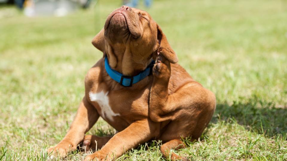 dog scratching fleas