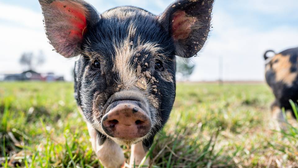 cute piglet eating brewery waste