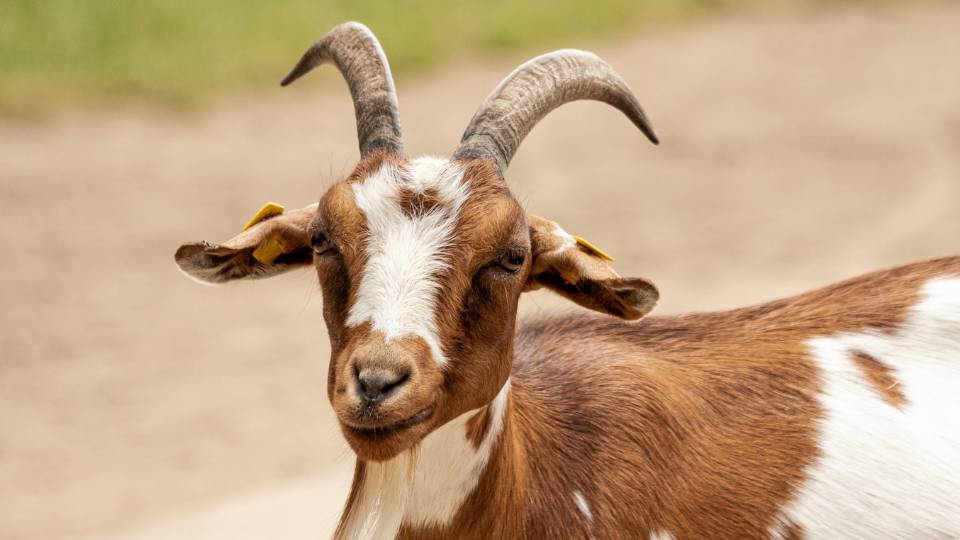 happy goat smiling
