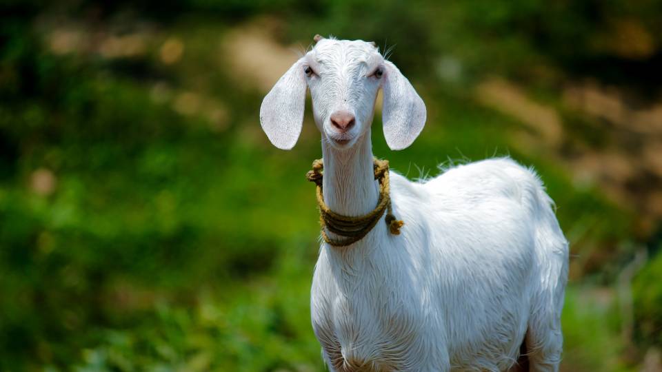 billy goat on a farm in the UK