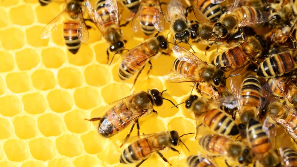 bees on honeycomb