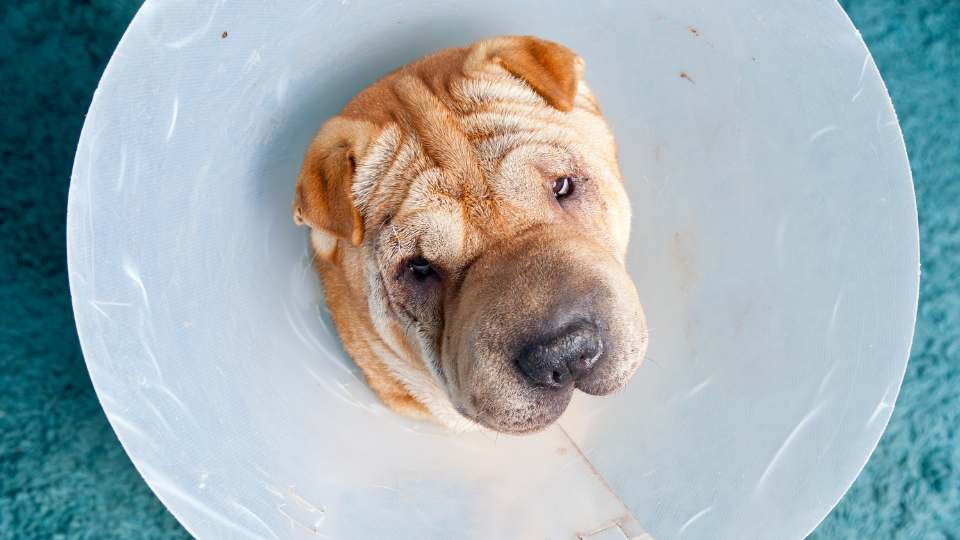 dog in neck cover