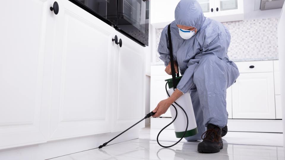 kitchen pest control