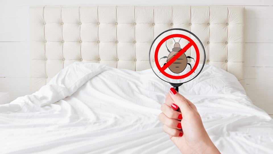 bedding covered in bed bugs getting thrown away