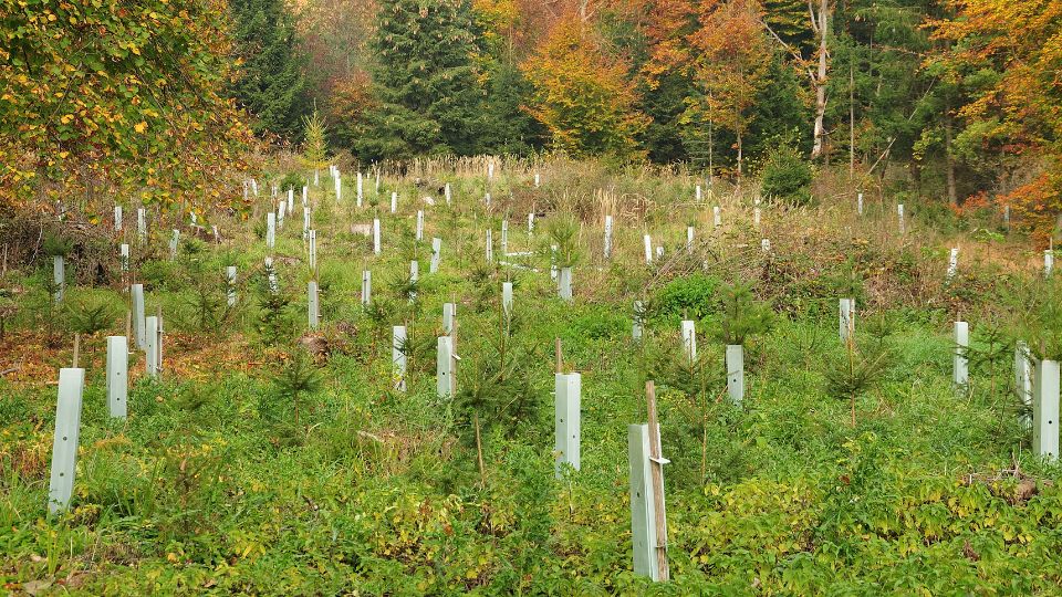 Tree planting in a forest.