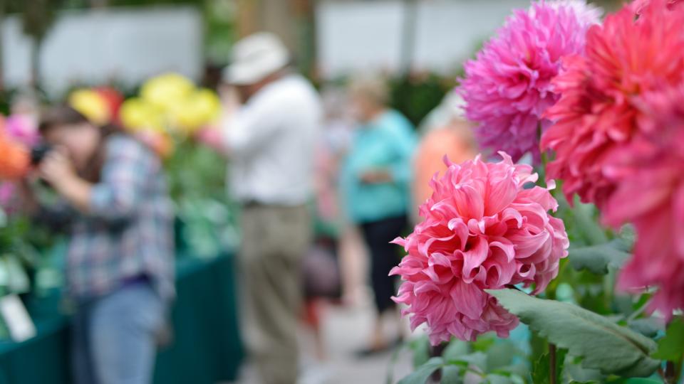 People looking at flowers at the Chelsea Flower Show