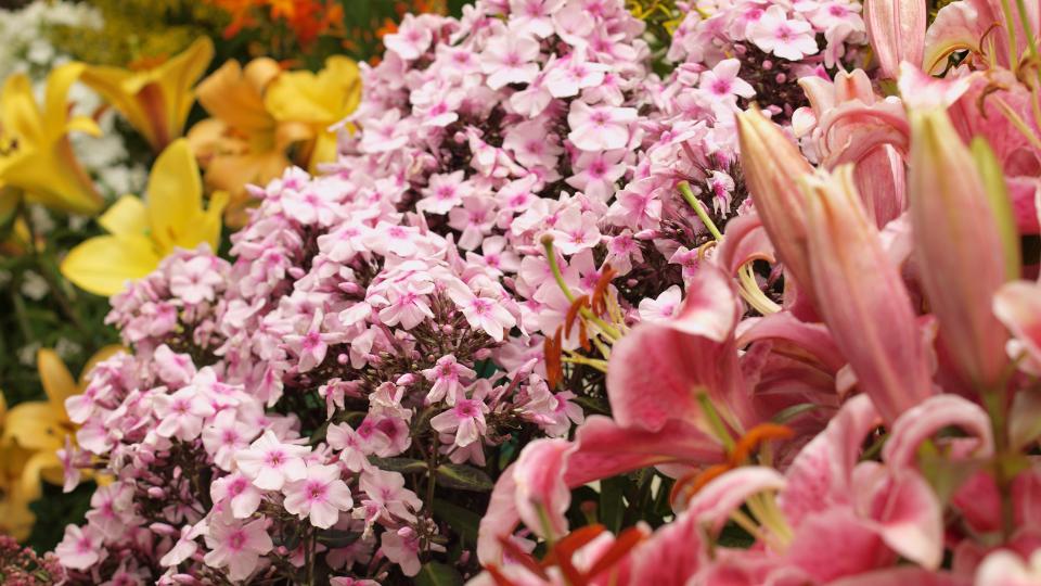 Flowers on display at the Chelsea Flower Show