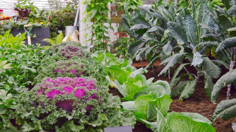 Picture of Candy Crush cabbage plus other flowers at the Chelsea Flower Show