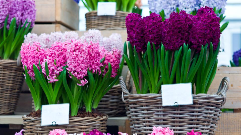 Flowers to see at the Chelsea Flower Show stored in baskets
