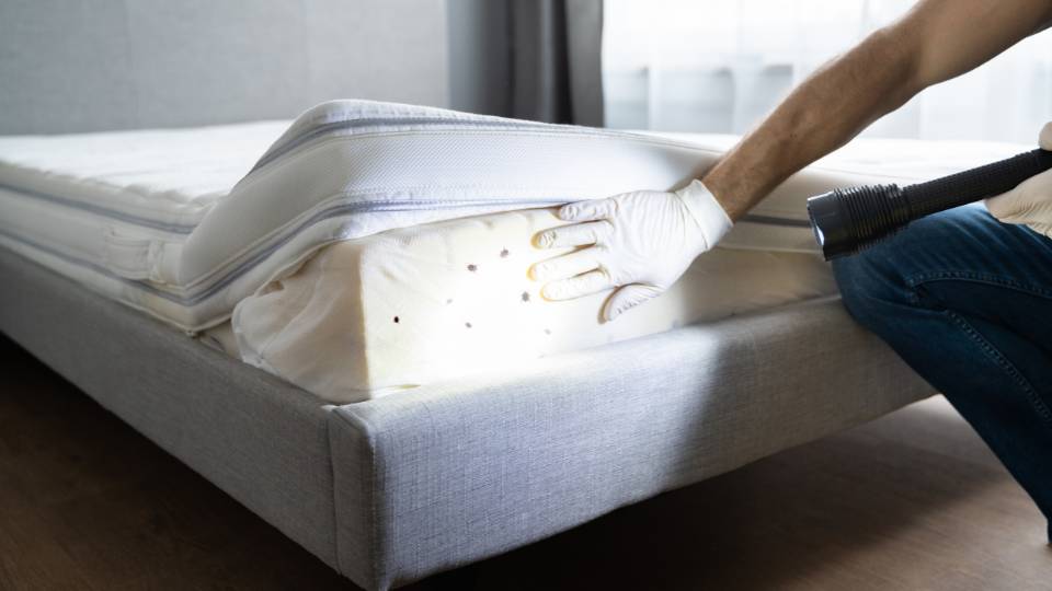 bed bugs on a mattress in a hotel