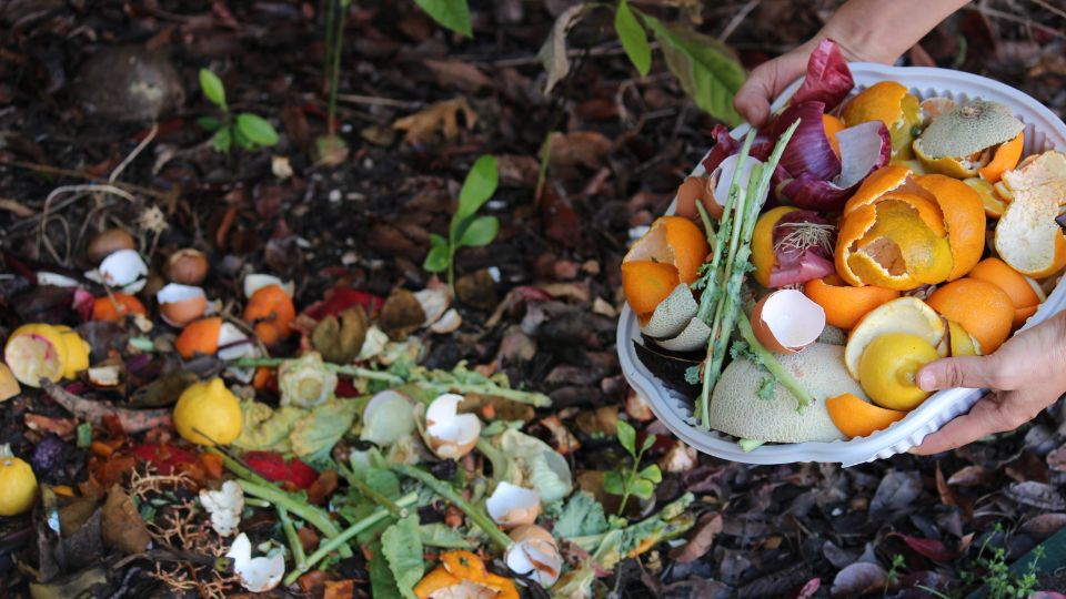 Food waste being composted.