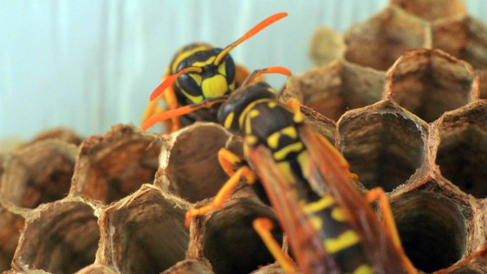 two wasps infesting a shop in the UK