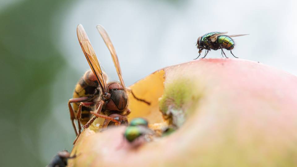 some flies spreading germs on food in a restaurant