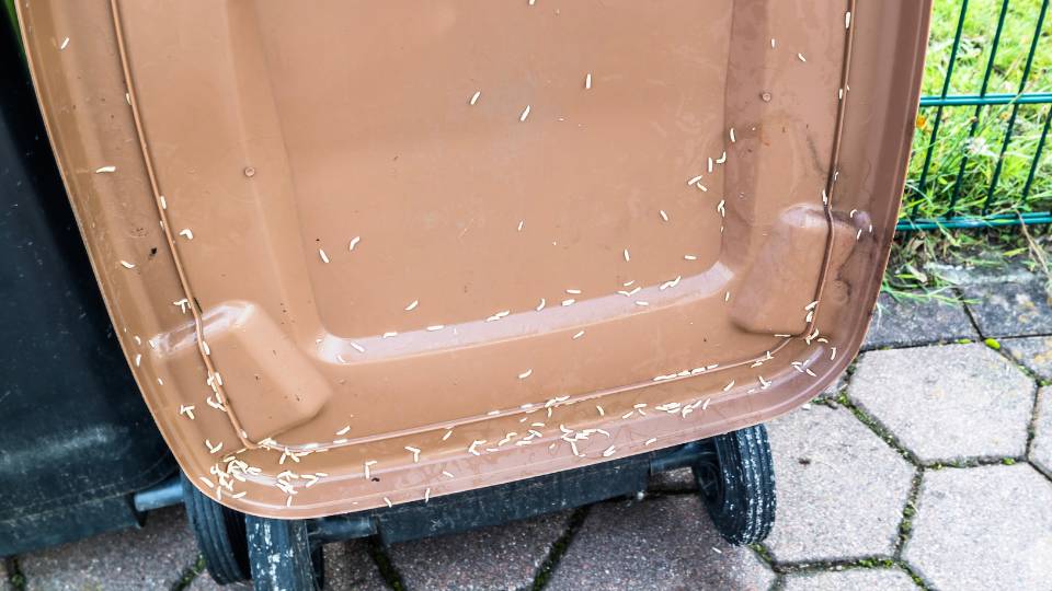 maggots on a wheelie bin UK business