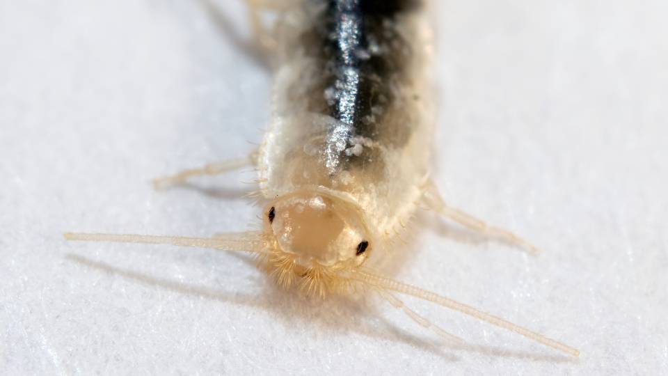 picture of a silverfish close up