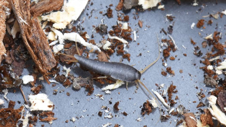 silverfish infestation on the floor of a UK business