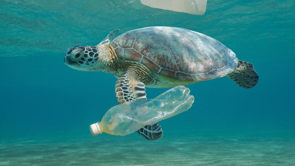turtle in the ocean swimming alongside old plastic bottle