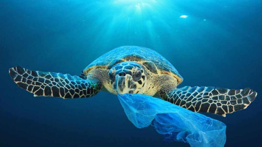 turtle ingest plastic in ocean