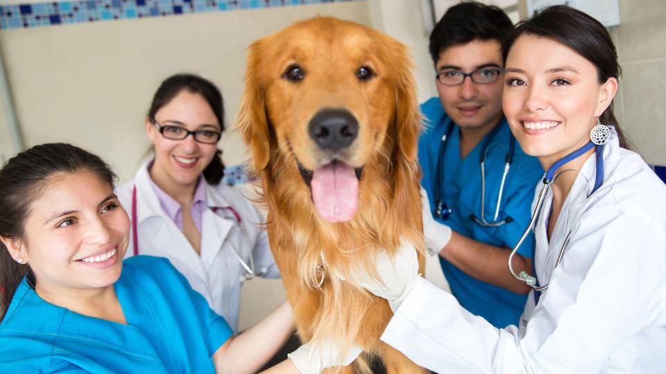 Dog surrounded by vets.