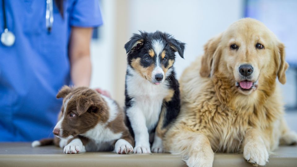 Three dogs at a vets.