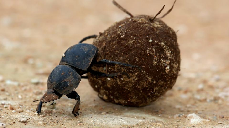 Dung beetle pushing a ball of dung