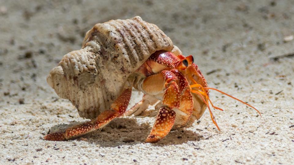Hermit crab