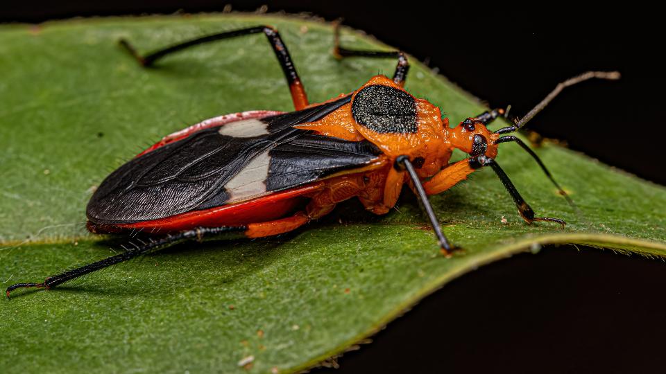 Assassin bug on a leaf