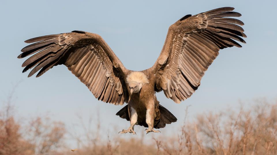 Vulture landing