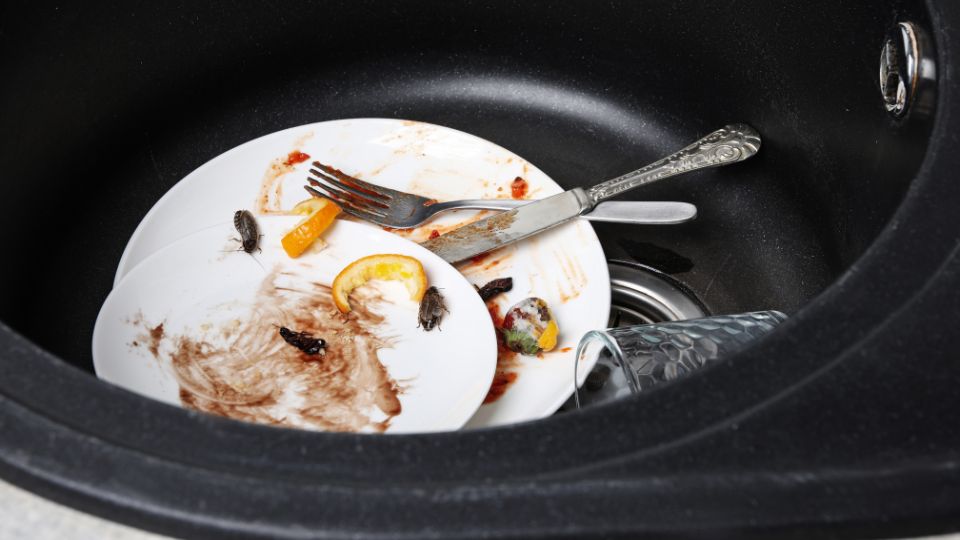 Pests on a plate with food scrapings in a sink